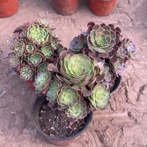 808多肉植物组合，