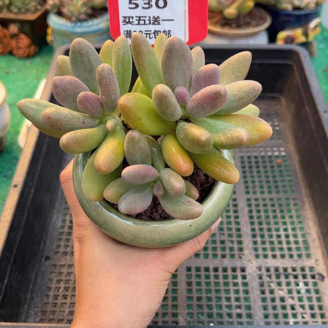 表妹精品多肉植物530.