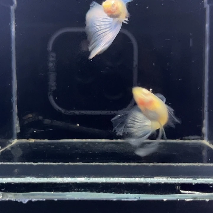 孔雀鱼蓝白压成15