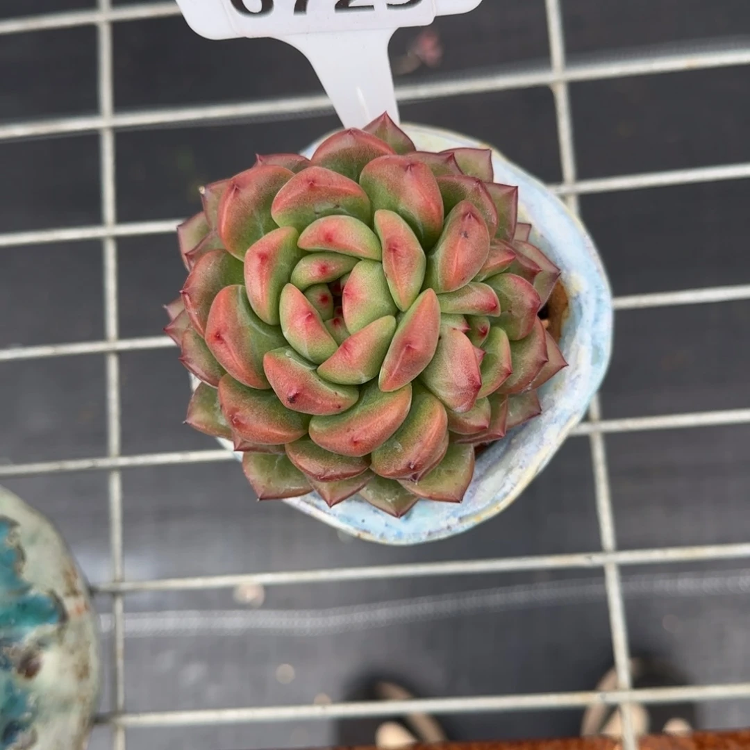 鑫*多肉植物0729带盆