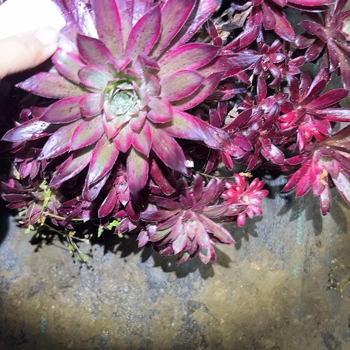 薇***W多肉法师植物链接12