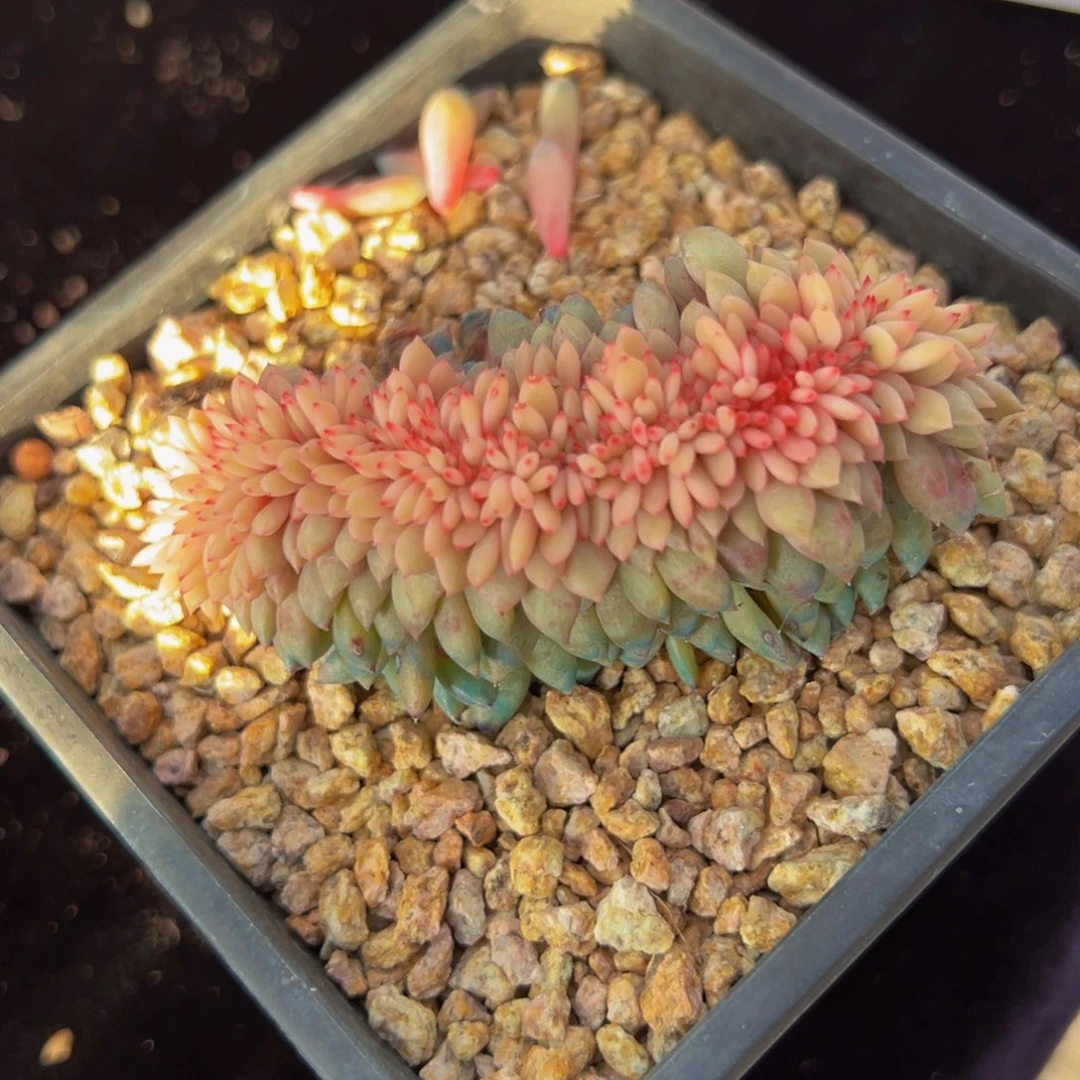 新年快乐 爱丽儿缀化