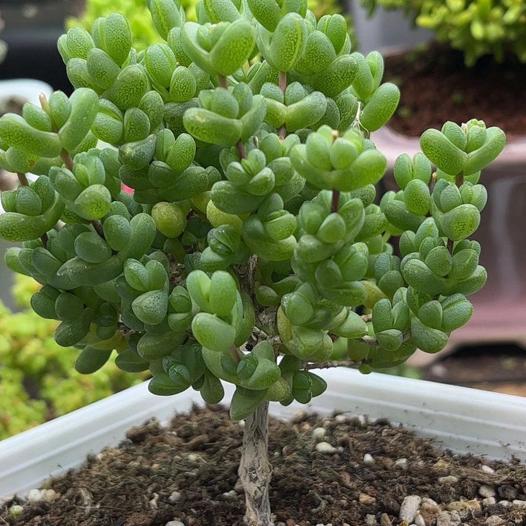 昕宝元宝枝干番杏