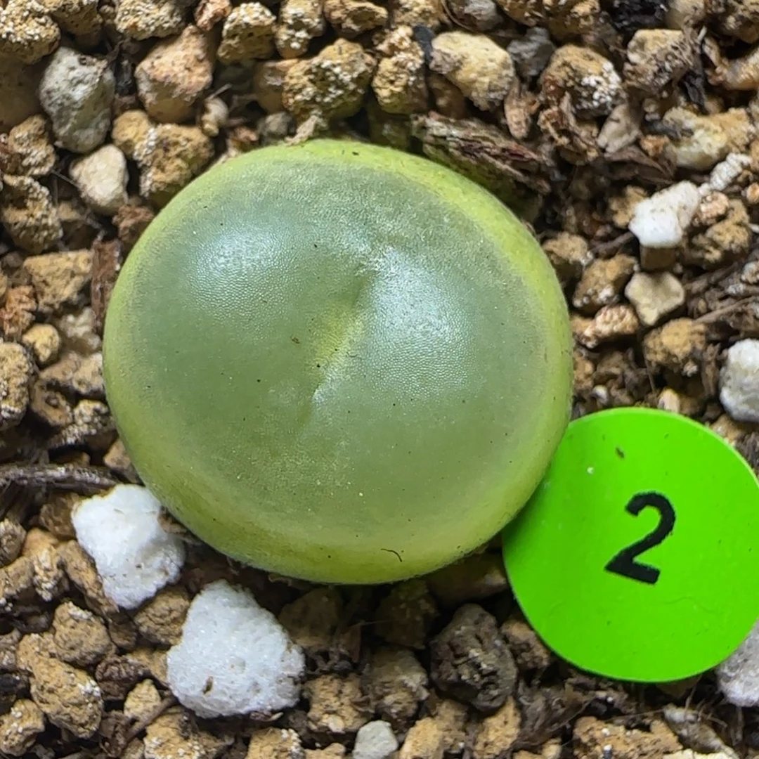 拉登1.6+多肉植物2