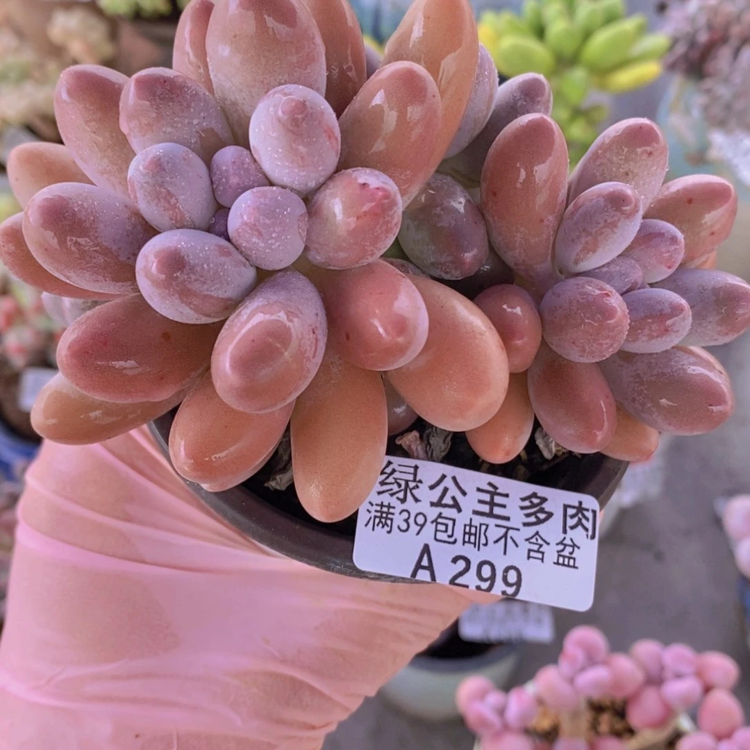 肥汤圆9cm299多肉植物