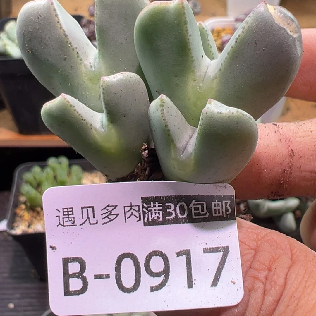 多肉植物111111111111