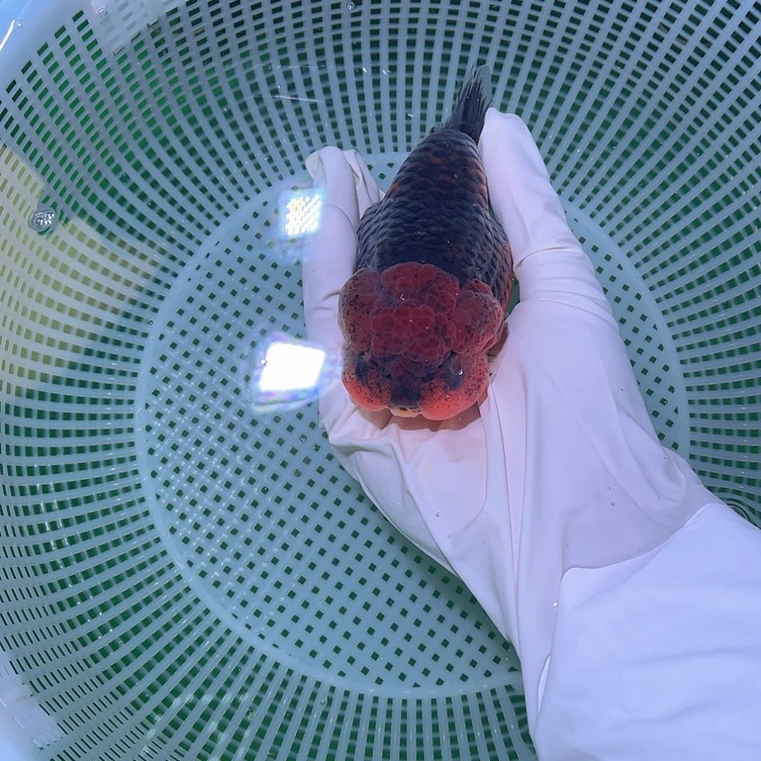 金鱼红头麒麟、元宝体娃娃脸大头瘤