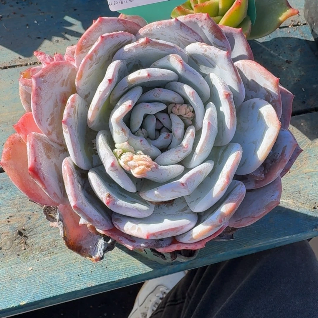 从前慢花园多肉编号1123.51