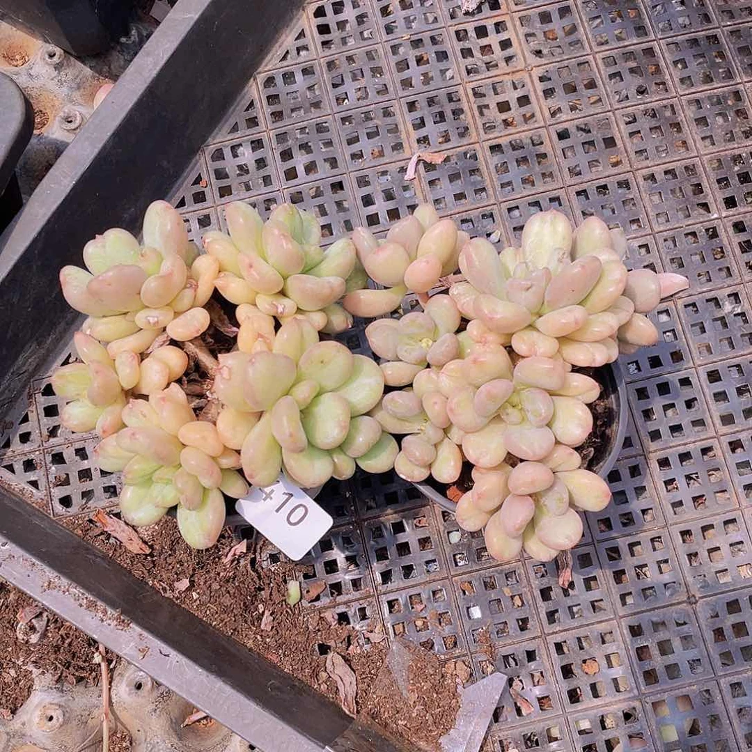 410。 2 棵比尔盖茨。           量拍