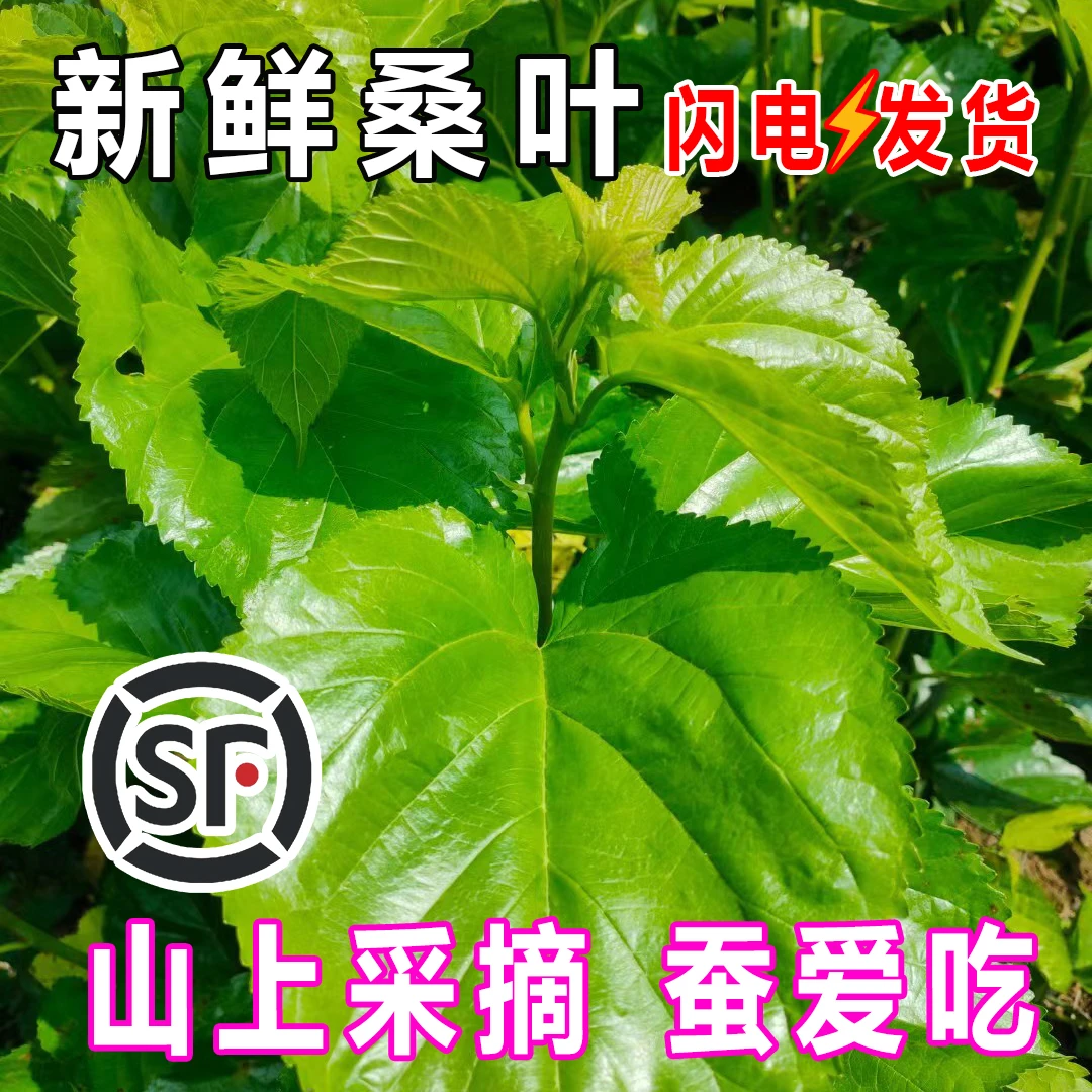桑叶新鲜蚕宝宝食物嫩桑叶大小蚕桑叶儿童学生养蚕叶现货成都发货