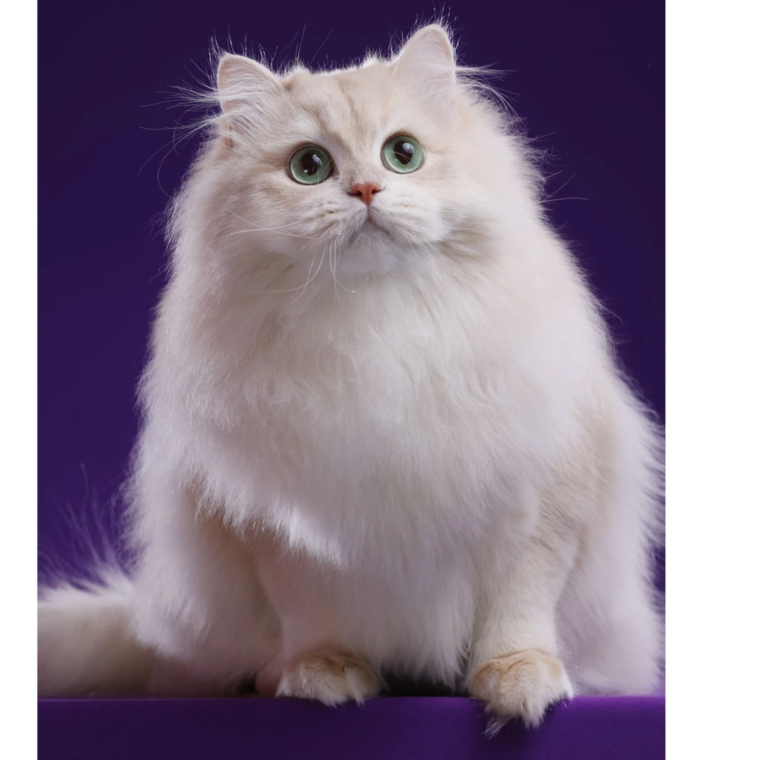 探花--紫金长毛弟弟猫咪活体【灵犀】