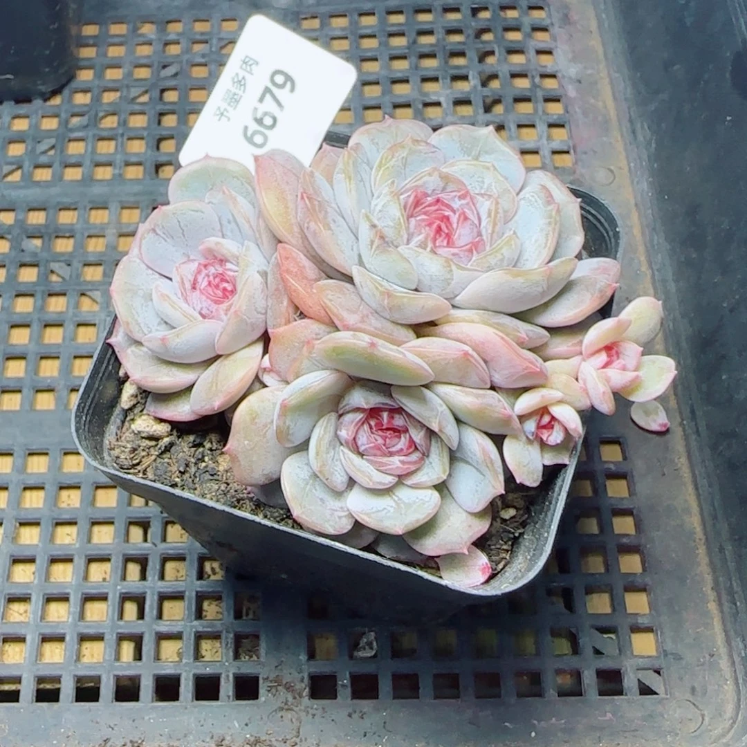 宫花群，6679多肉植物