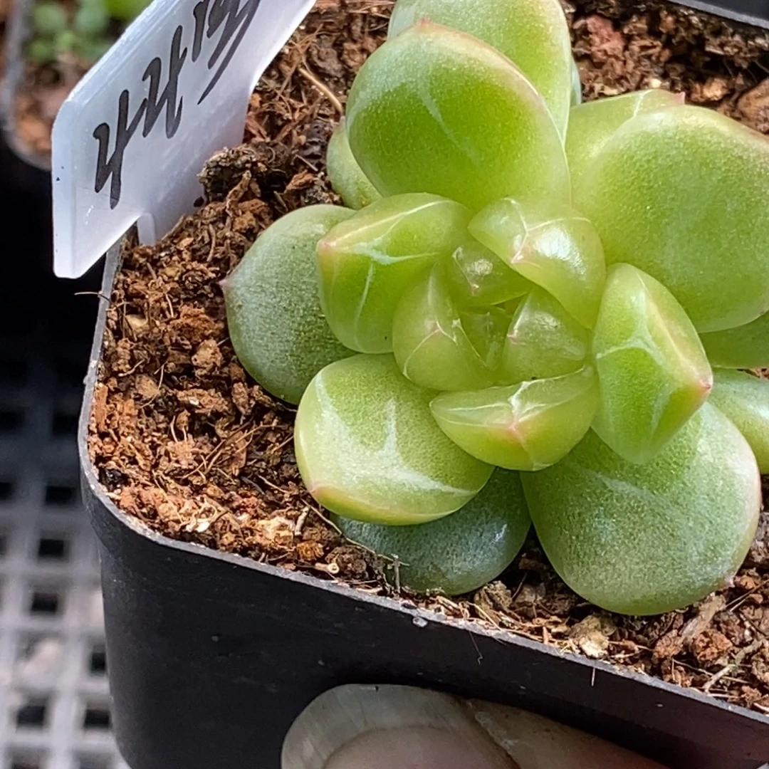 新品福利最后一颗想好了拍