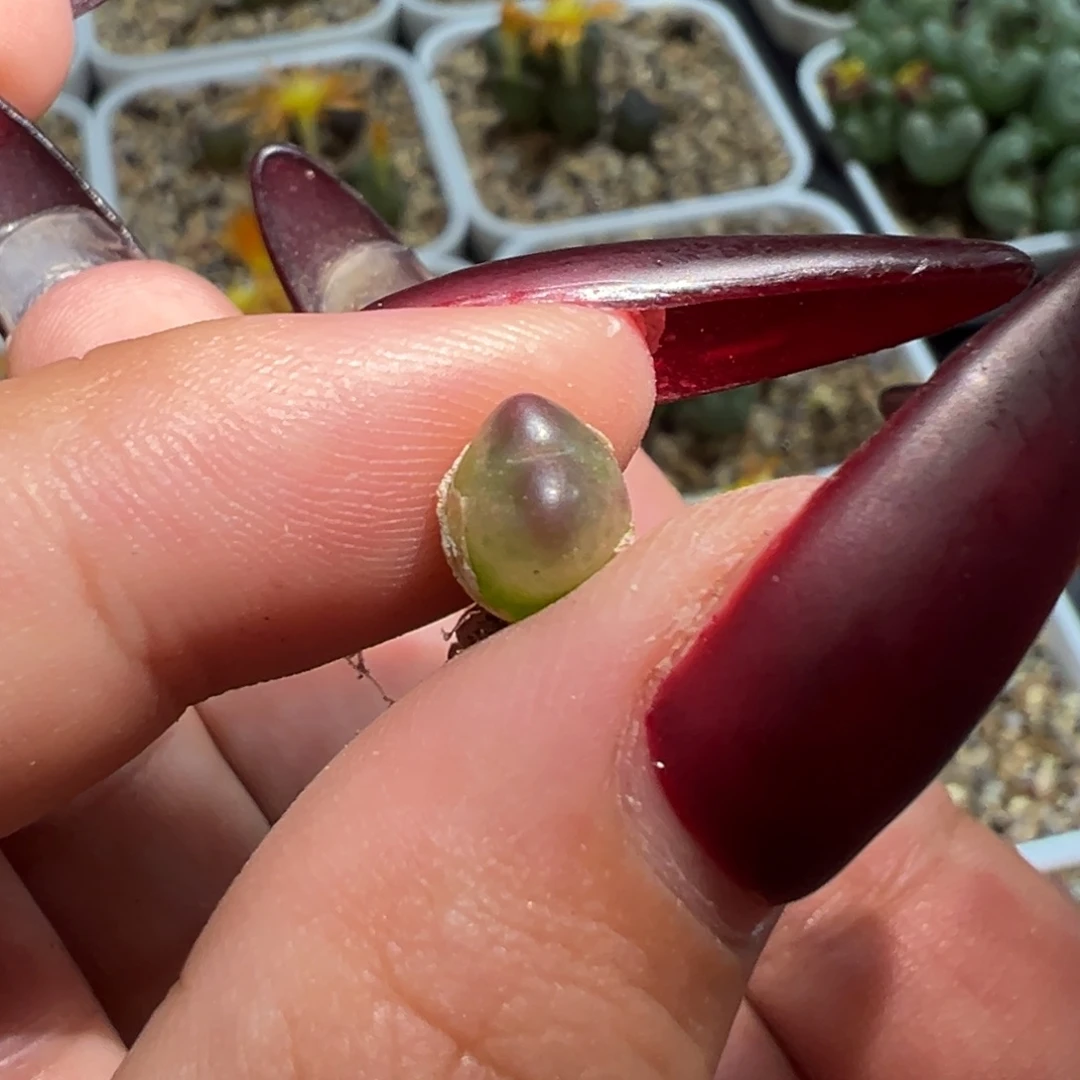 茶***手慕斯杂多肉植物多肉