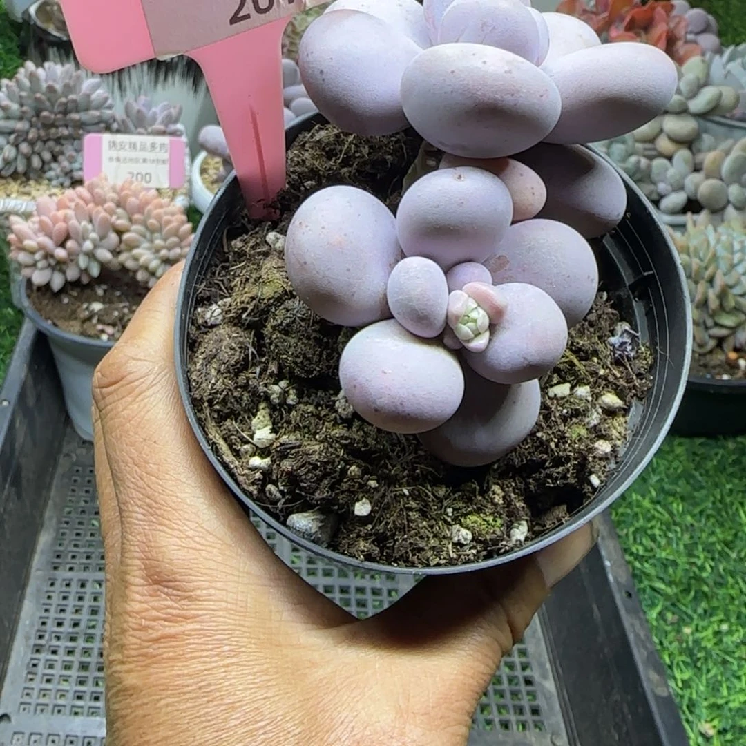 锦安精品多肉植物201