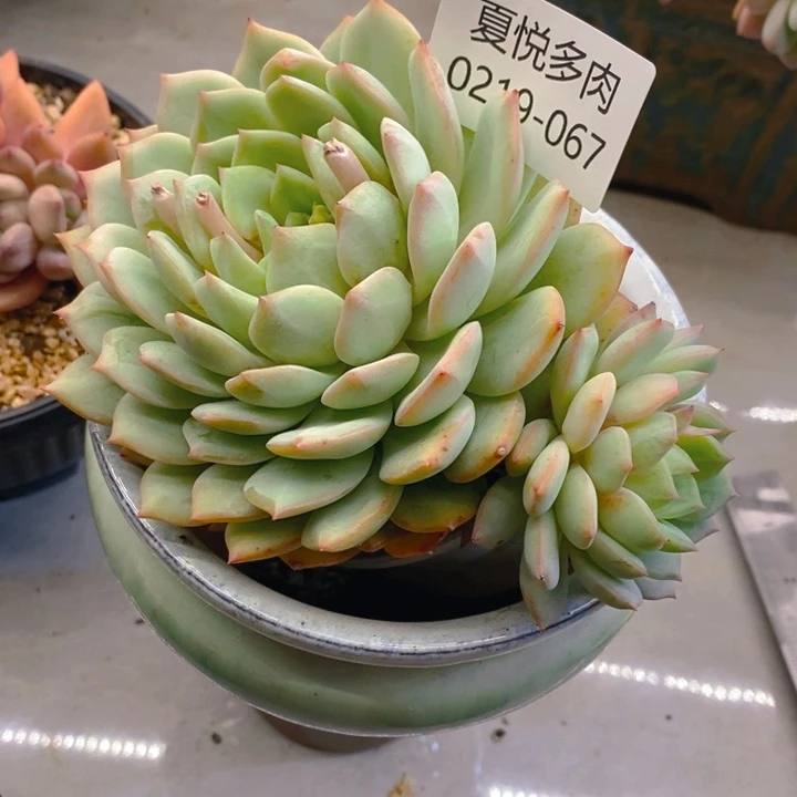 小***傲夏悅多肉 0219-67杂