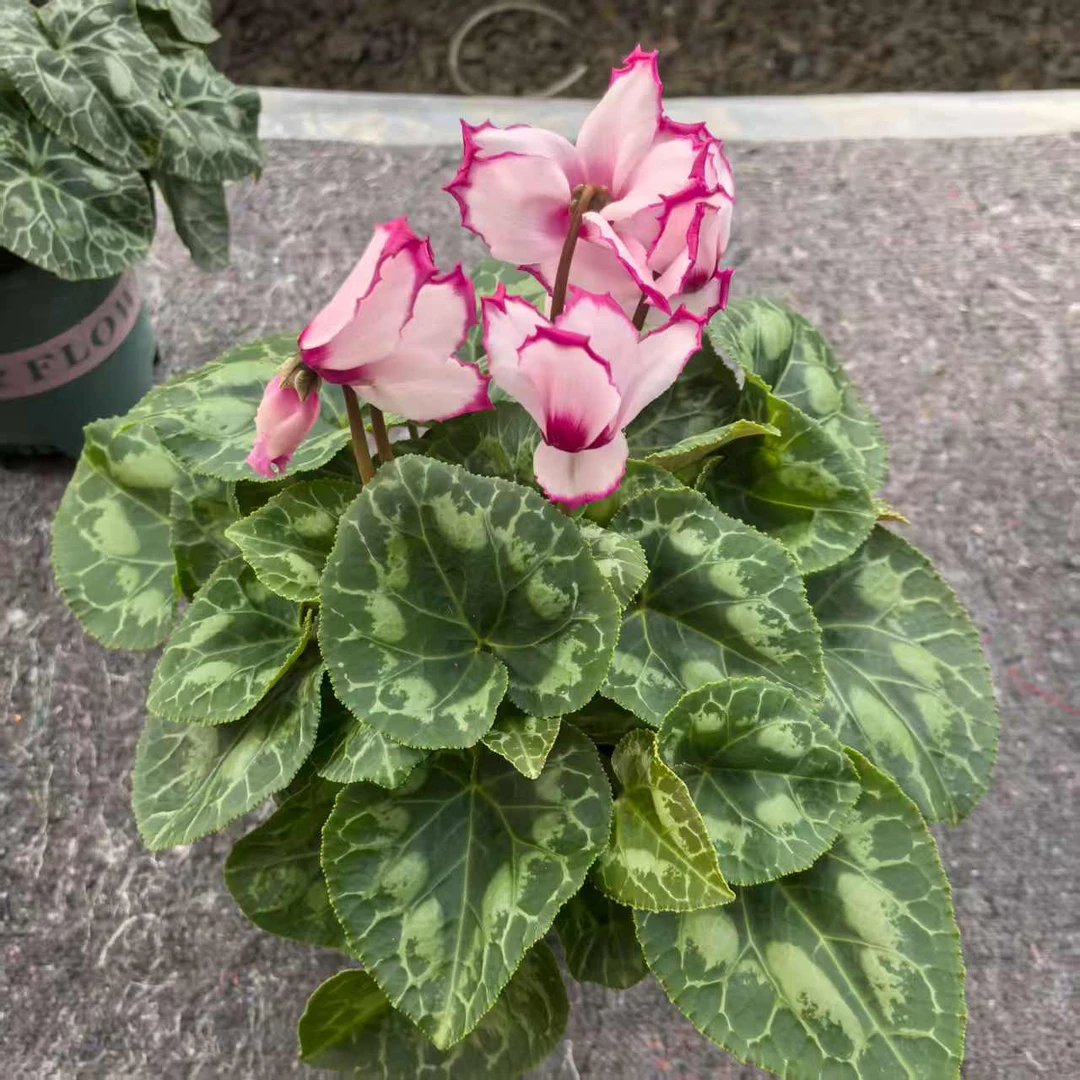 【维多利亚】一代仙客来带花带花苞原盆原土发货好养易活室内盆栽花