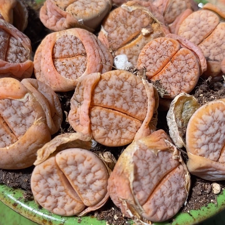 拿铁2颗一组买2颗送2颗