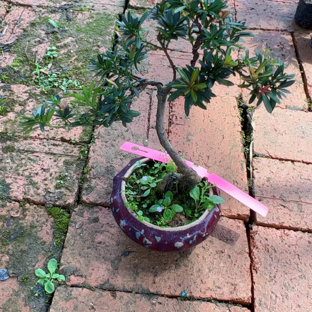 完全开放红芽罗汉松盆景素材