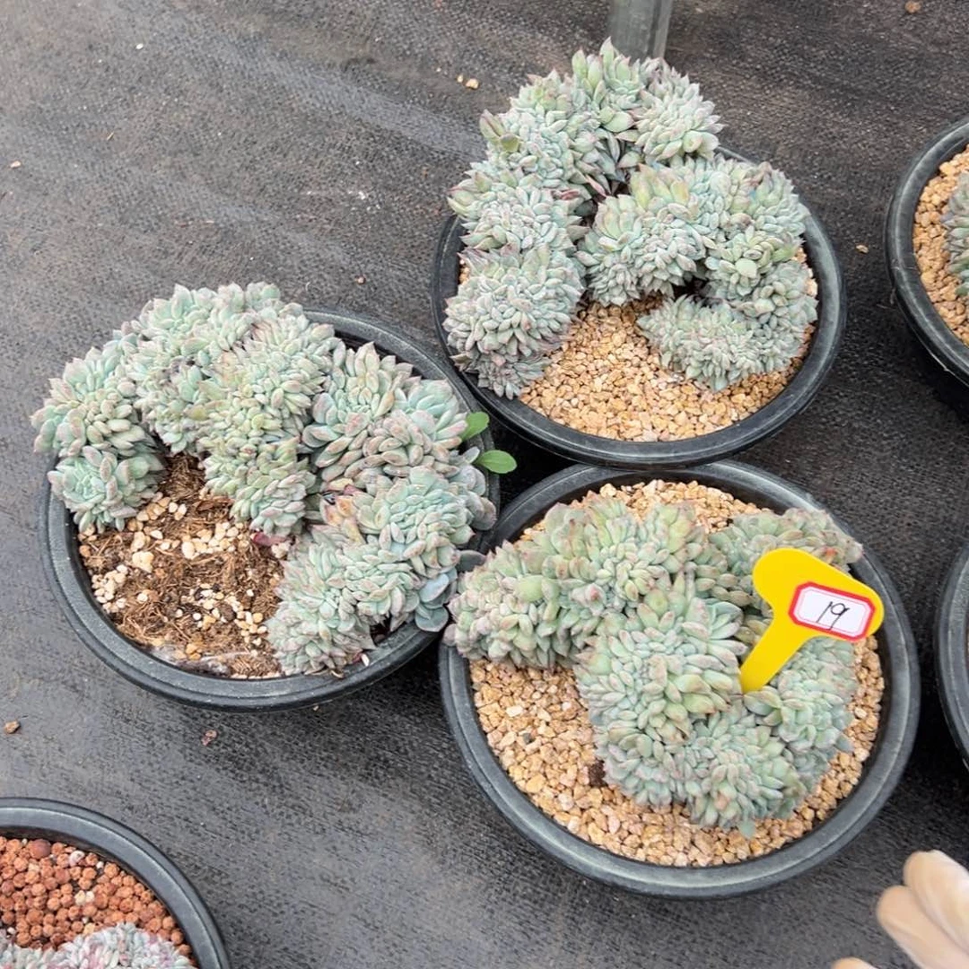 亮*新年快乐 新年快乐 新年快乐