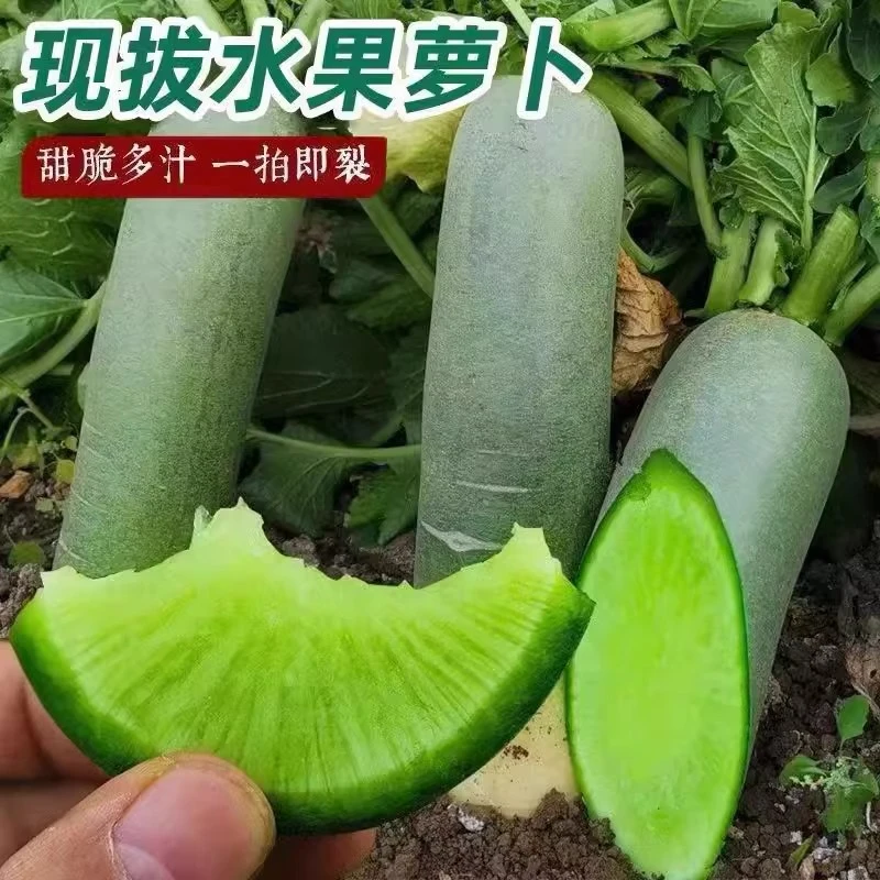 山东潍坊正宗潍县水果萝卜