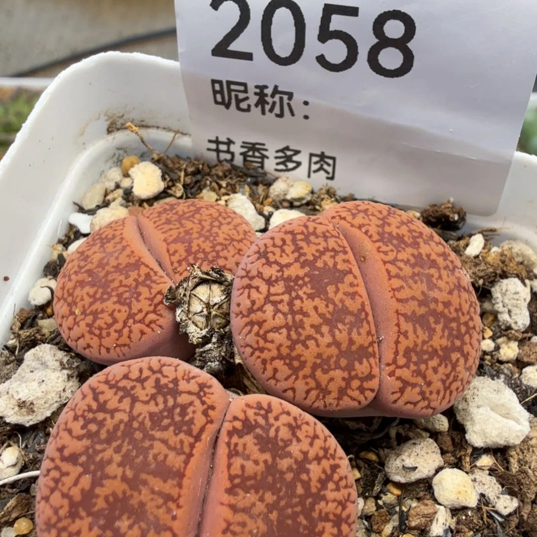 多肉植物多肉植物多肉植物