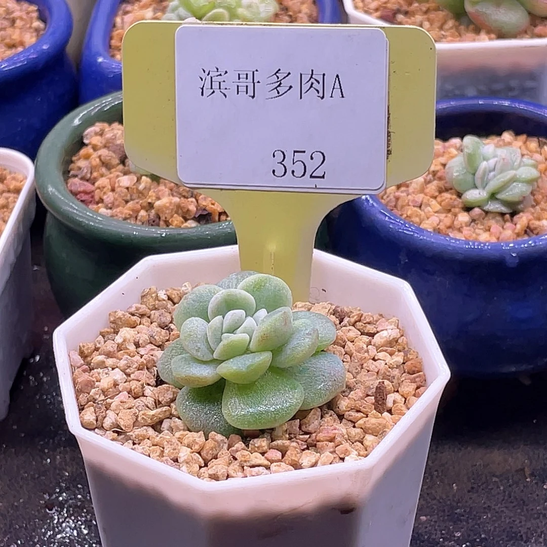 媞***滨哥多肉A352冰玉石化缀