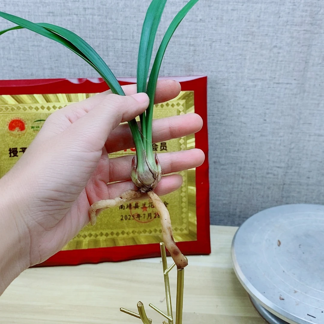 当前无花栽培后可以开花春兰莲瓣春剑建兰等花卉绿植