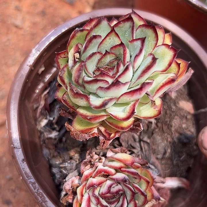 无花朵肉酱玫瑰3盆。