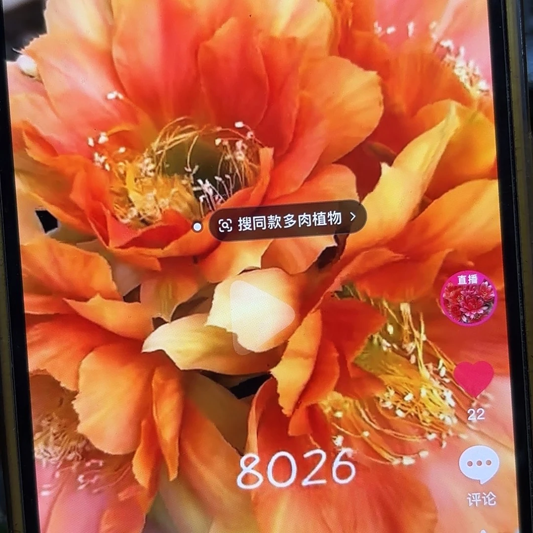 8026彩侧牙20包邮15