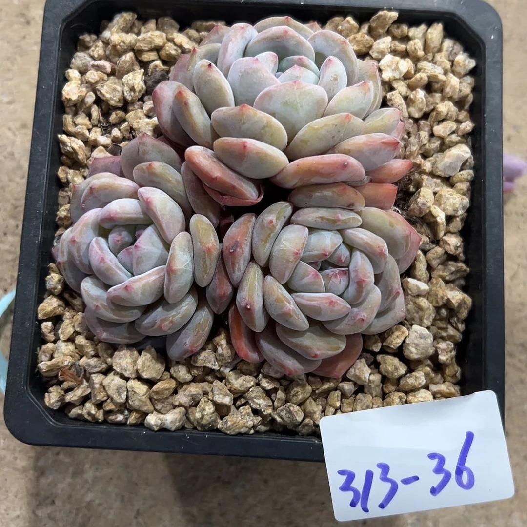 313-36星影多头多肉