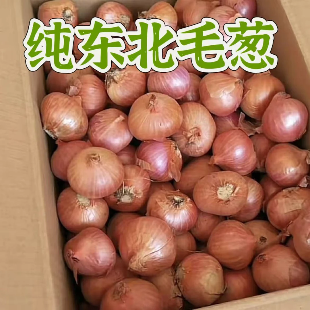 正宗东北毛葱新鲜红葱头珠葱农家笨毛葱小毛葱批发1/3/5斤包邮