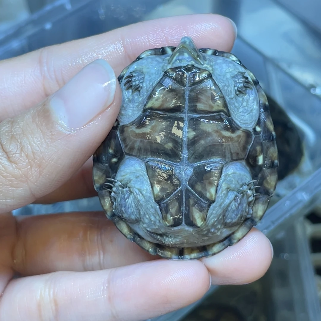 J***n蛋龟不分公母麝香麝香麝香麝香