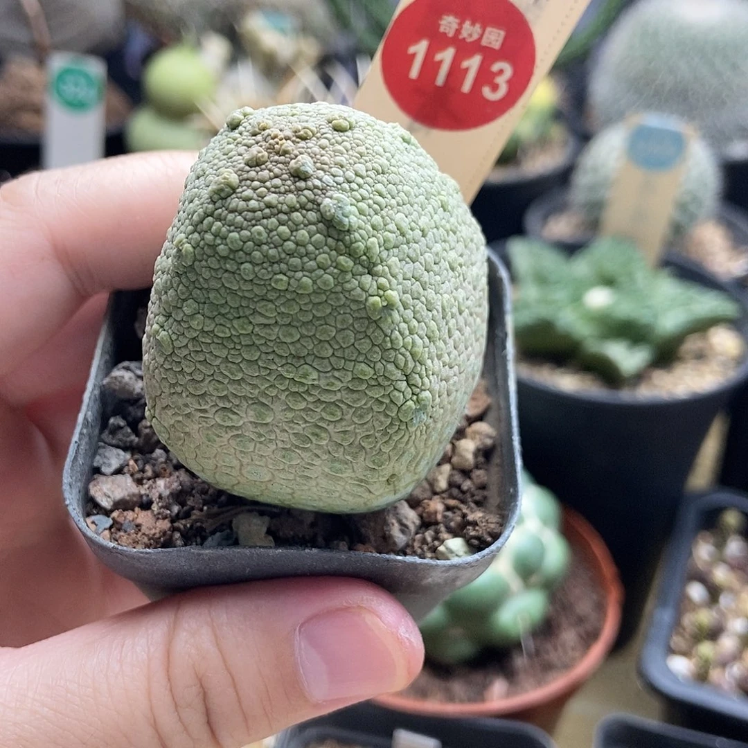 实生方凝蹄杂交4.1cm