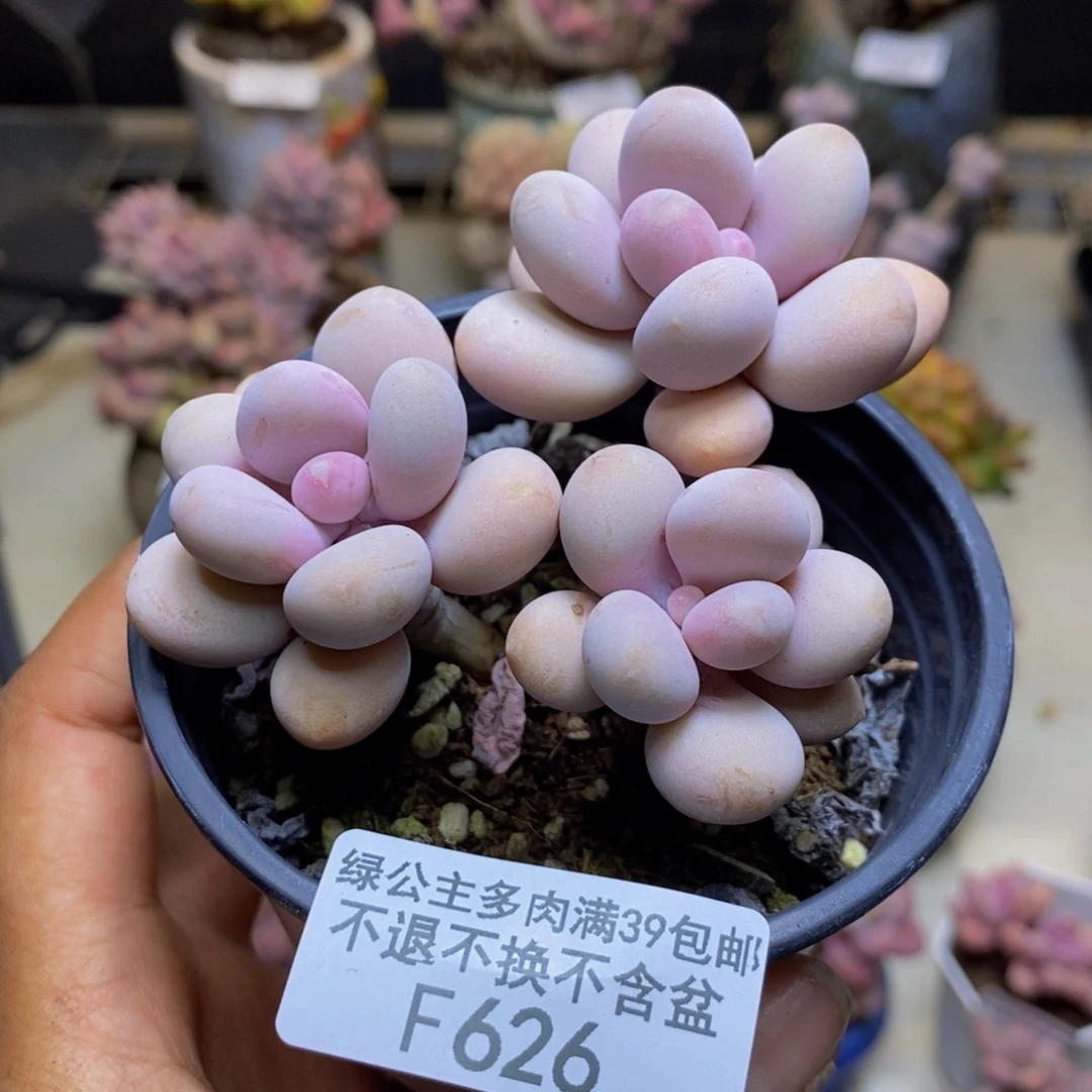 626糖果桃蛋多肉4c m