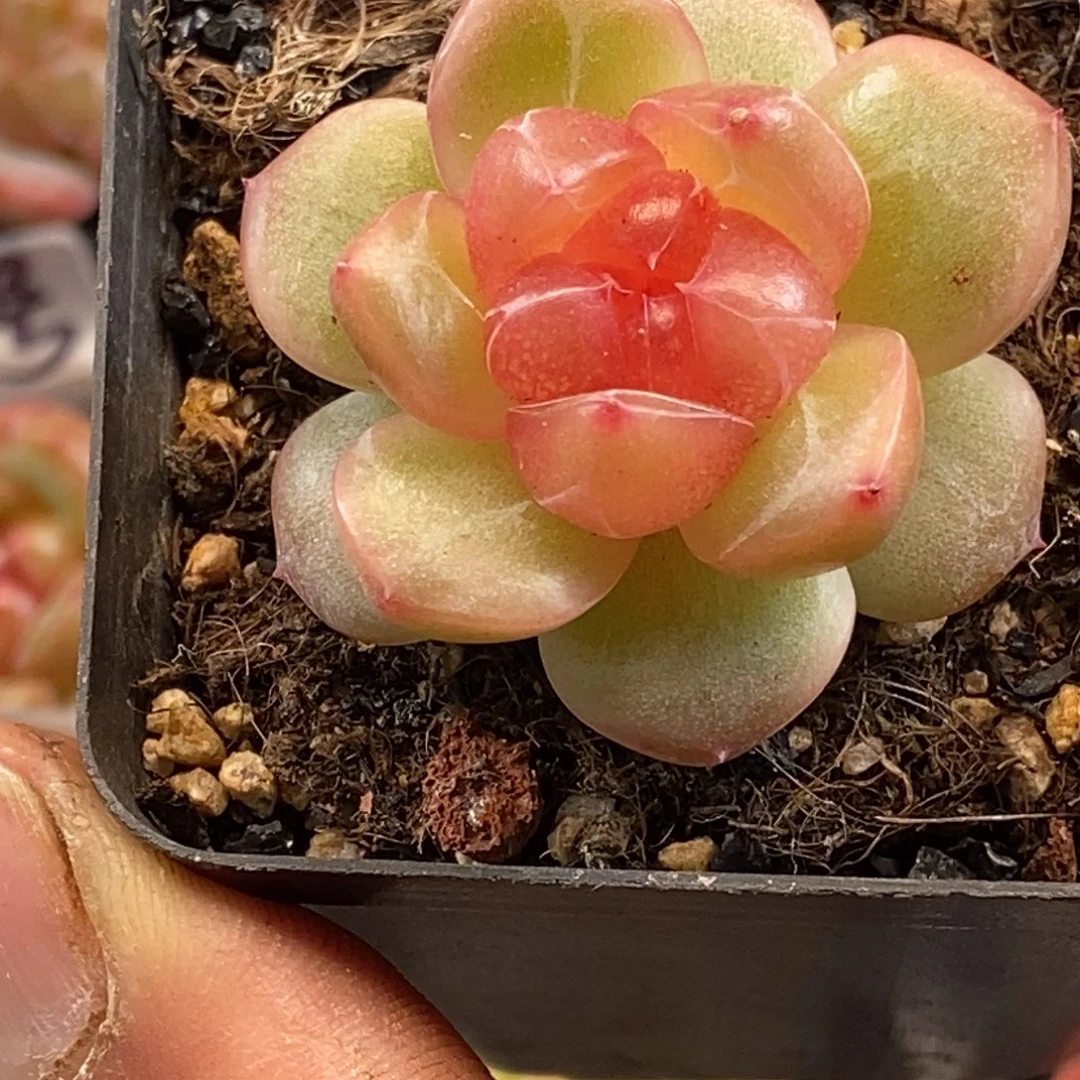 天官赐福百无禁忌