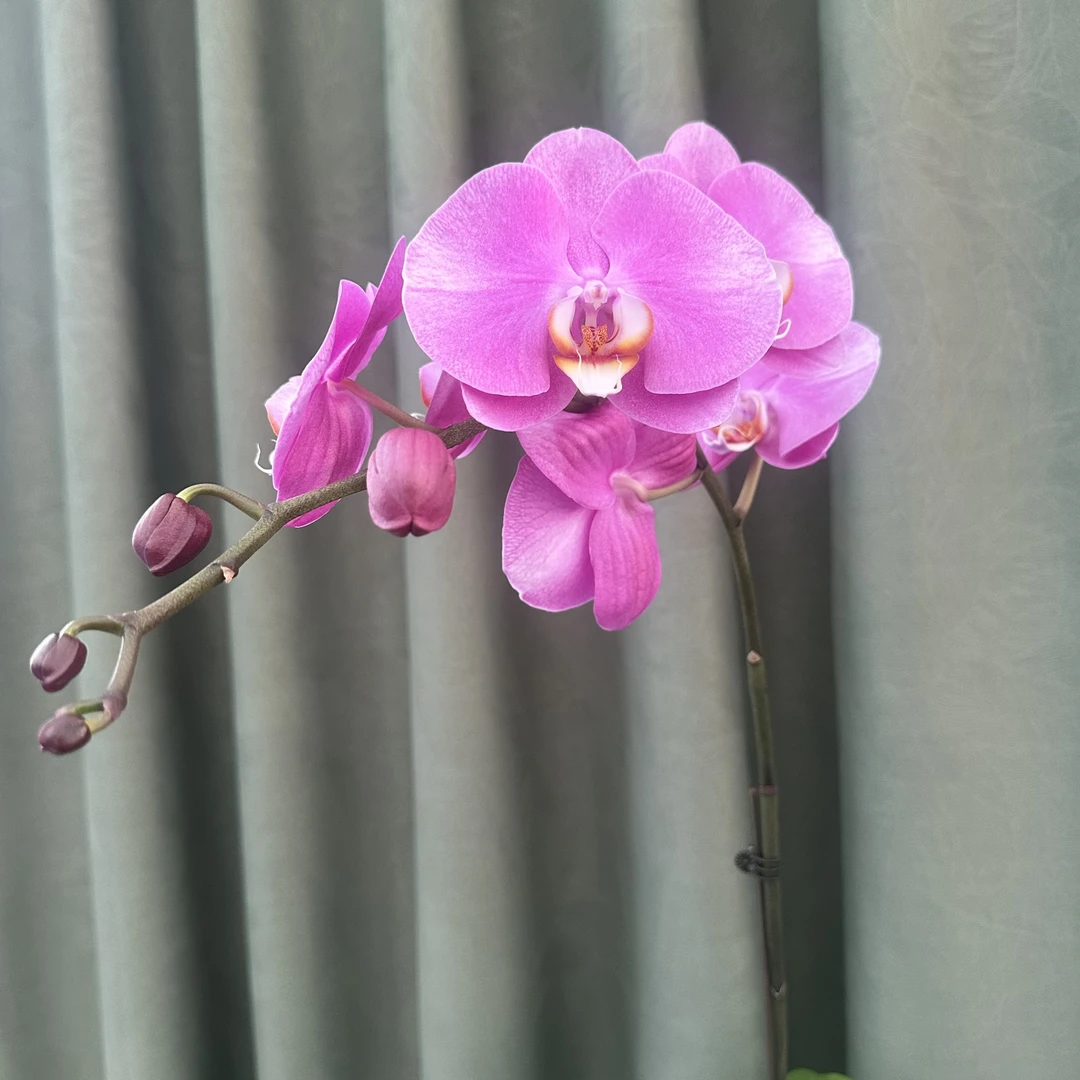 【梦幻女郎】蝴蝶兰