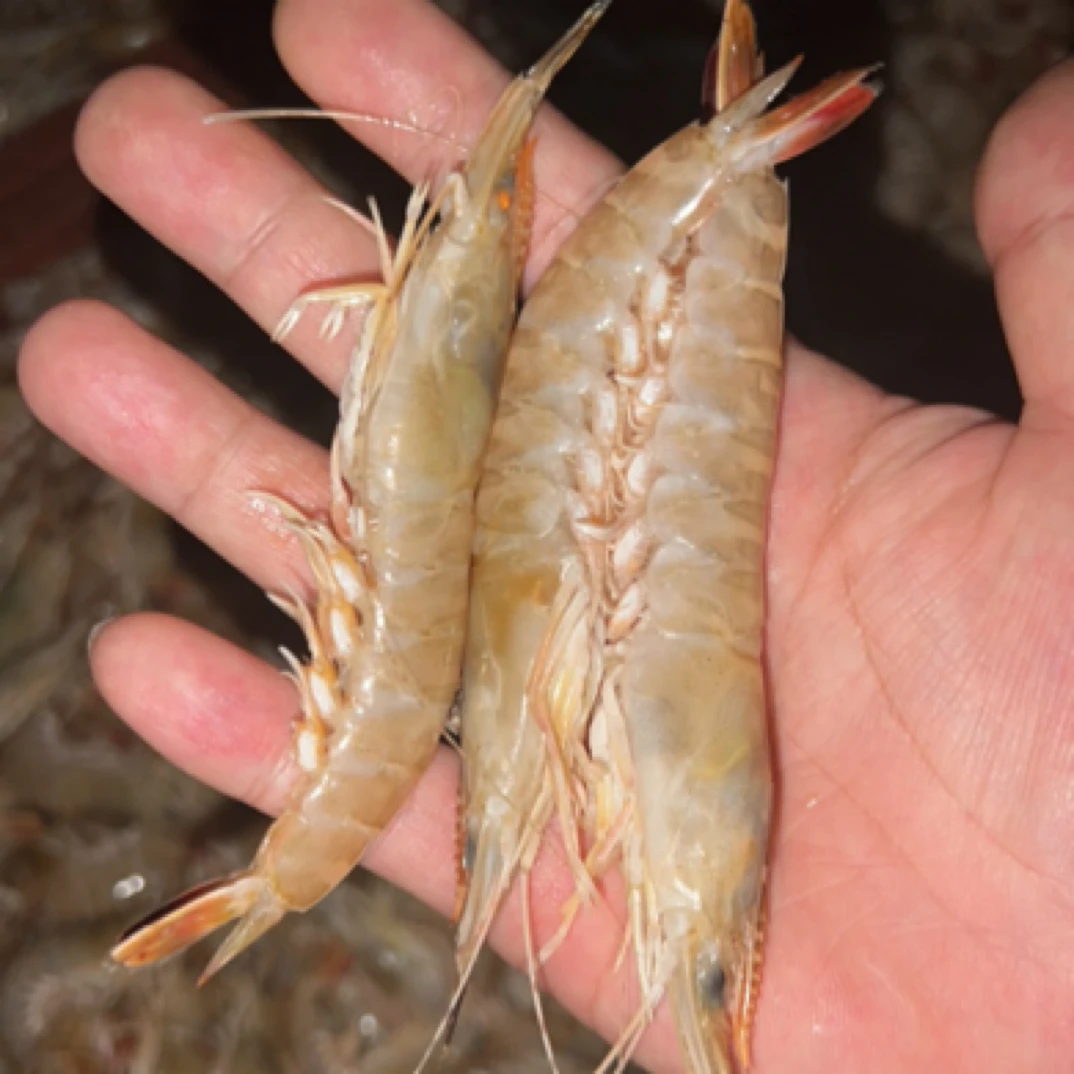 惠来神泉野生竹节虾（剑虾）需去虾线 流水解冻 5斤装！