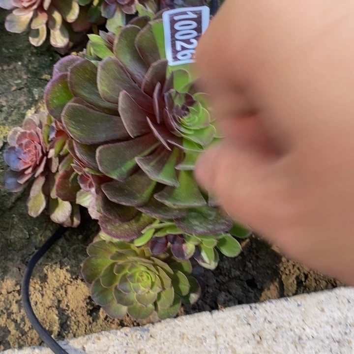 10026号千面男爵花脸