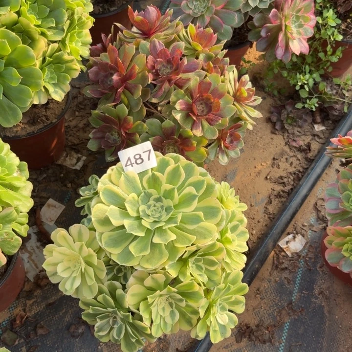 红丝绒，绿豆沙多肉植物不包损487