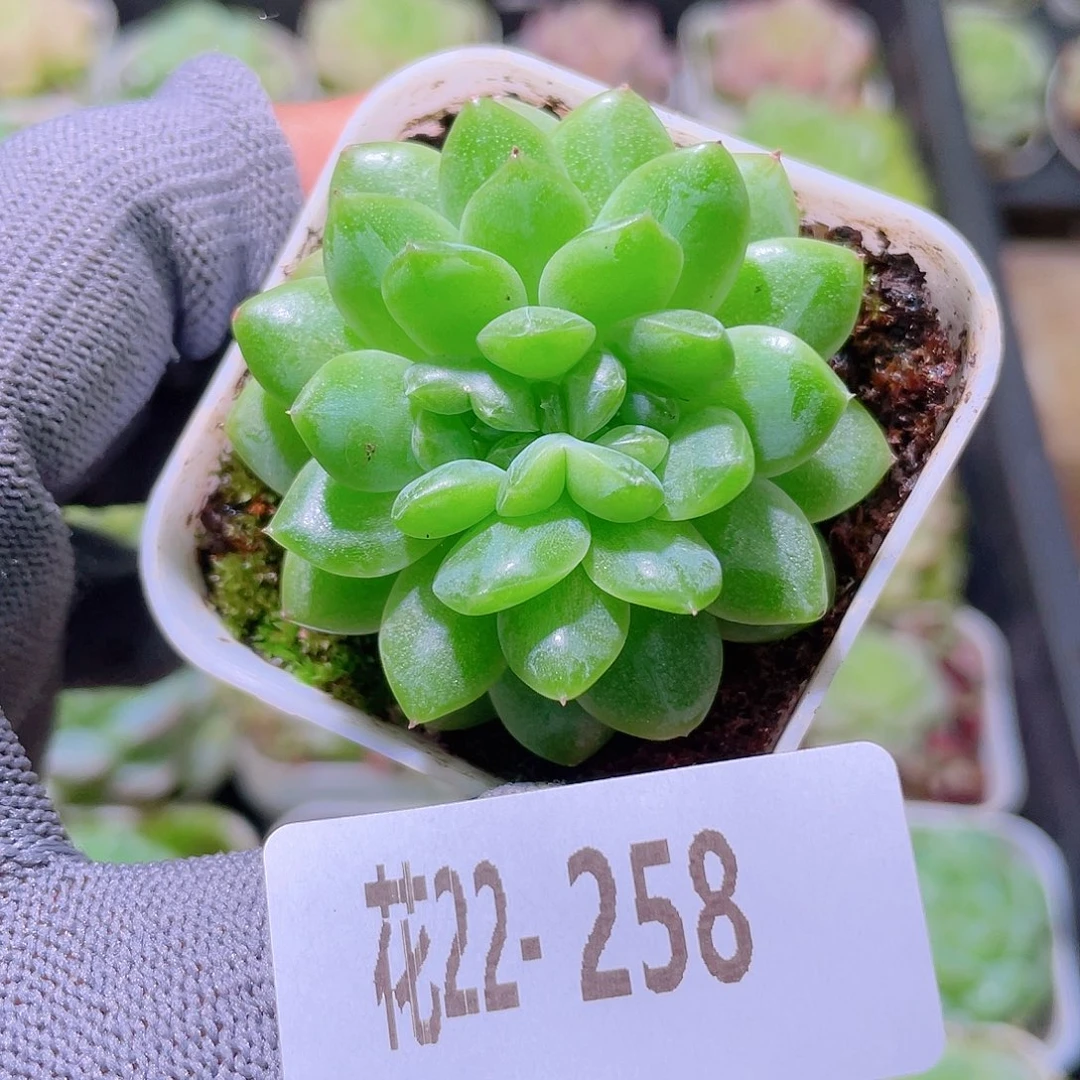 花利美22-258珍妮