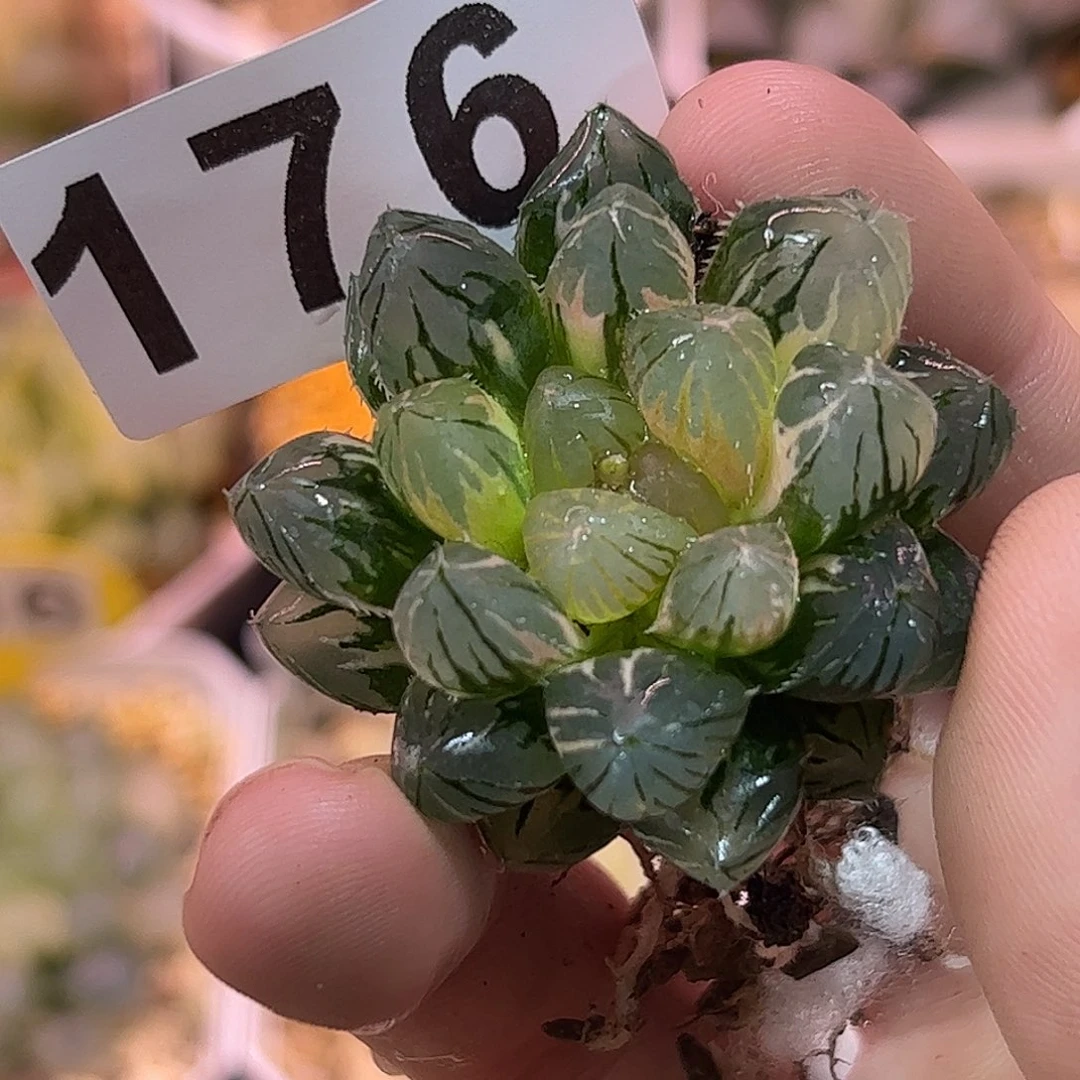 龙爪锦十二卷多肉植物