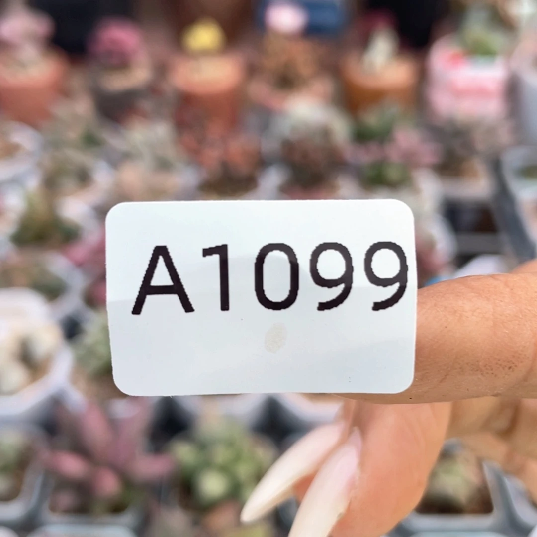 E**O     翎羽全。    1099。