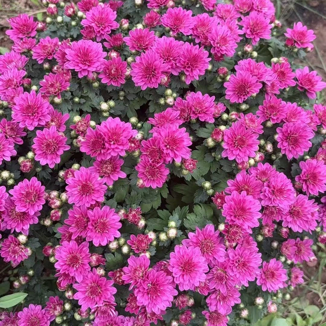 菊花【球菊紫红】3颗，小苗带土发货