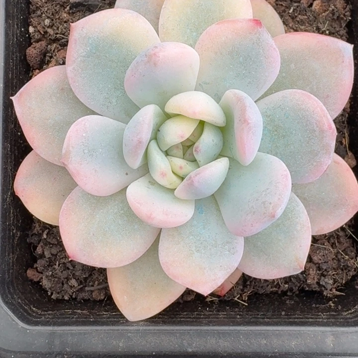 橙梦露锦一物一拍