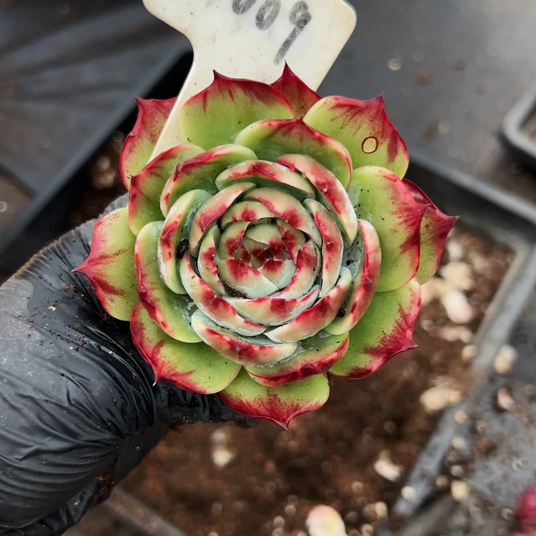 清****惊鸿仙子一物一拍5009号