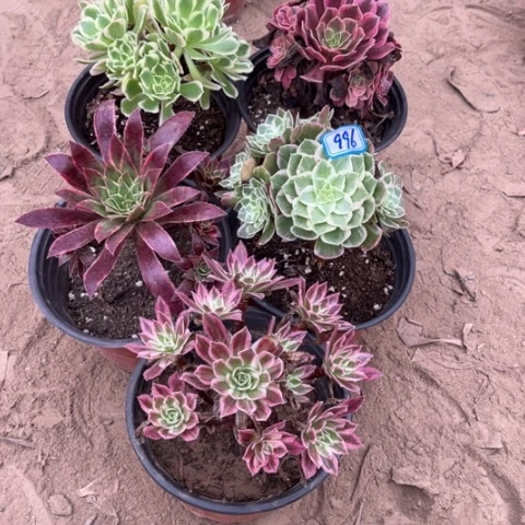 996多肉植物组合，