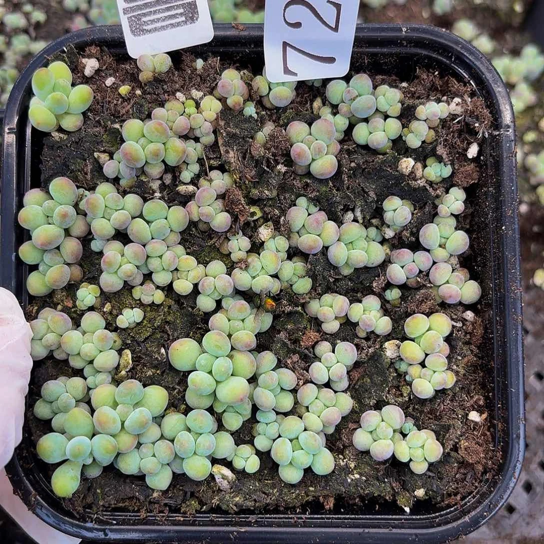 多肉植物多肉植物722量拍