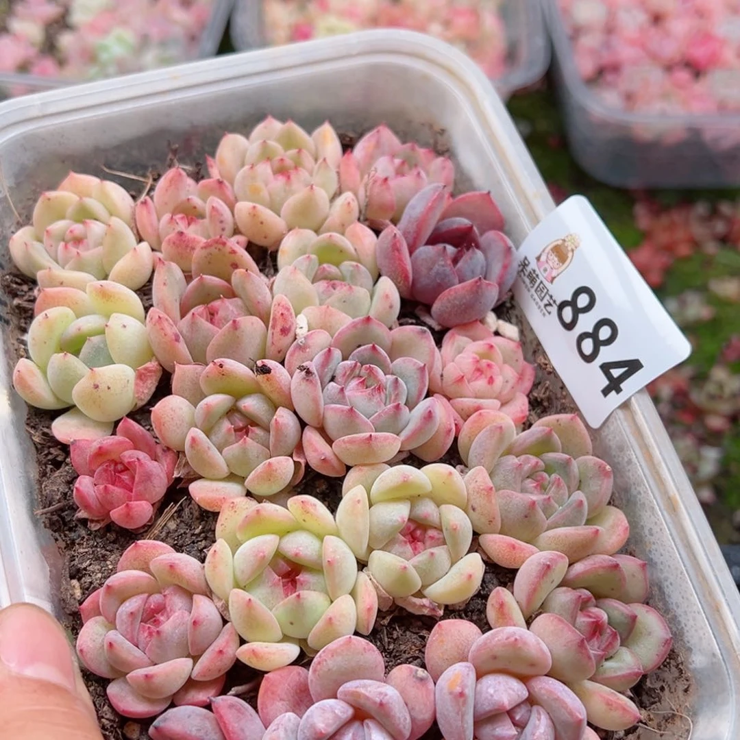 多肉植物多肉植物