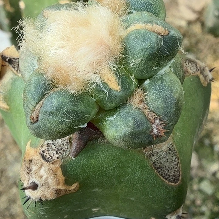 无花朵苗接蛋尤651